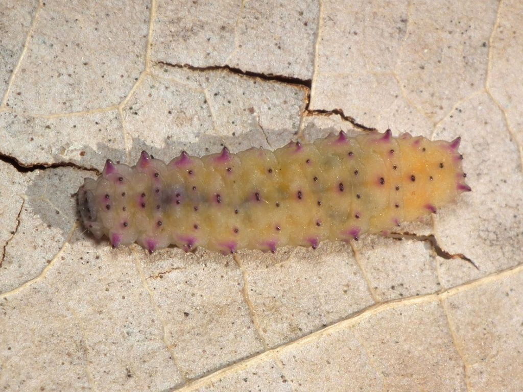 Larva for ID